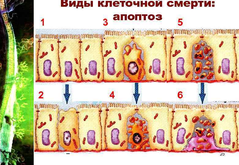 1 2 Виды клеточной смерти: апоптоз 5 3 4 6 25 