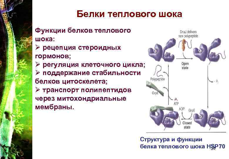 Белки теплового шока Функции белков теплового шока: Ø рецепция стероидных гормонов; Ø регуляция клеточного