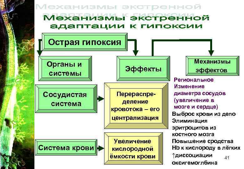 Острая гипоксия Органы и системы Сосудистая система Система крови Эффекты Перераспределение кровотока – его