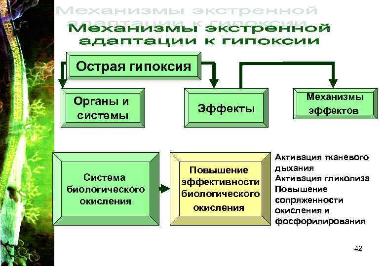 Гипоксия патофизиология презентация