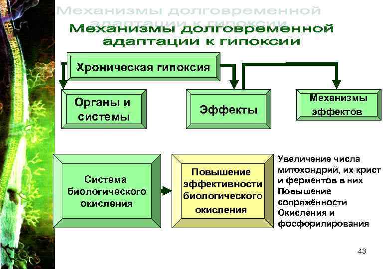 Хроническая гипоксия Органы и системы Система биологического окисления Эффекты Повышение эффективности биологического окисления Механизмы
