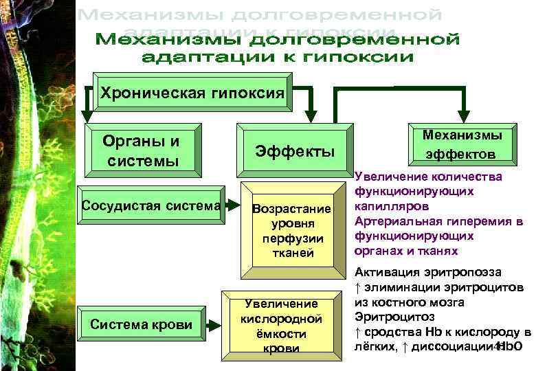 Хроническая гипоксия Органы и системы Сосудистая система Система крови Эффекты Возрастание уровня перфузии тканей