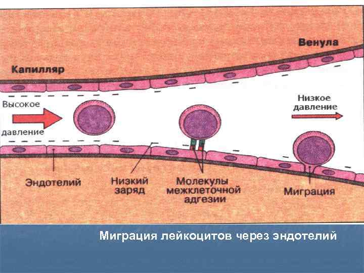 Миграция лейкоцитов через эндотелий 