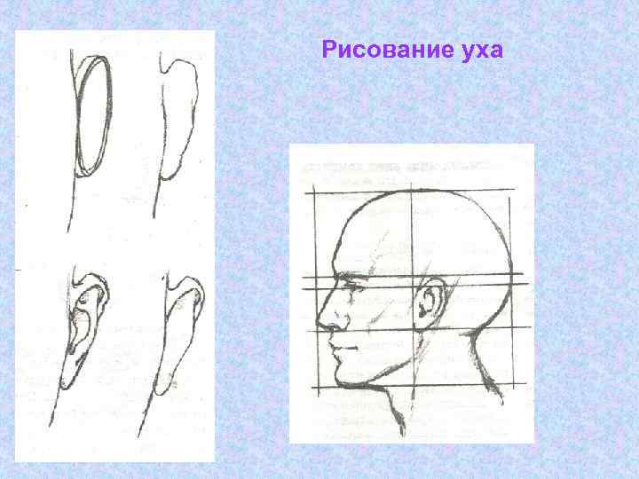 Рисование уха 