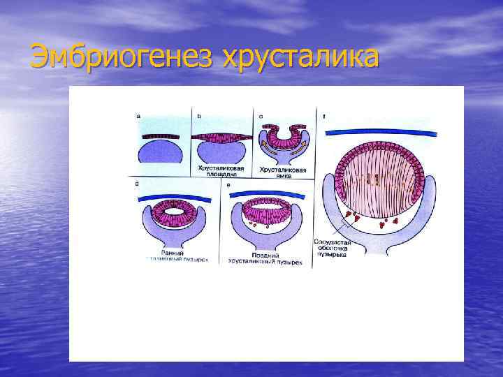 Эмбриогенез хрусталика 