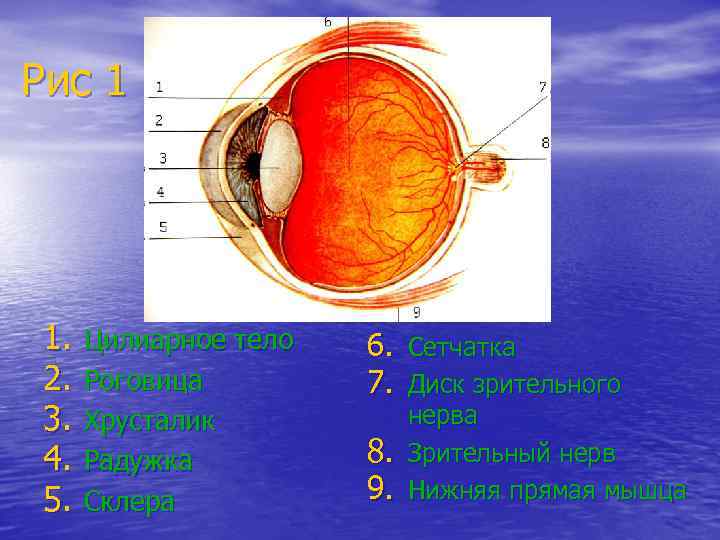 Рис 1 1. Цилиарное тело 2. Роговица 3. Хрусталик 4. Радужка 5. Склера 6.