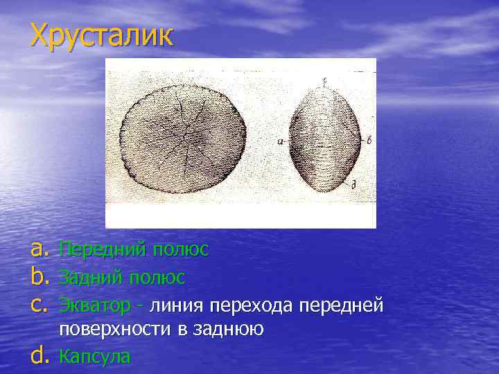 Хрусталик a. Передний полюс b. Задний полюс c. Экватор - линия перехода передней d.