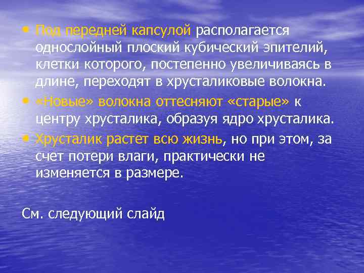  • Под передней капсулой располагается • • однослойный плоский кубический эпителий, клетки которого,