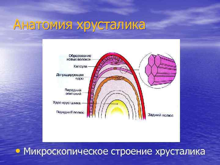 Анатомия хрусталика • Микроскопическое строение хрусталика 