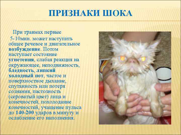 ПРИЗНАКИ ШОКА При травмах первые 5 -10 мин. может наступить общее речевое и двигательное