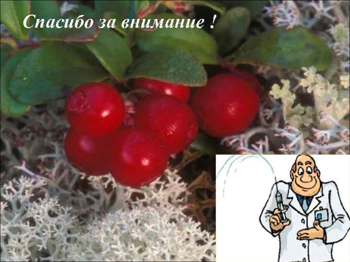 Спасибо за внимание ! 