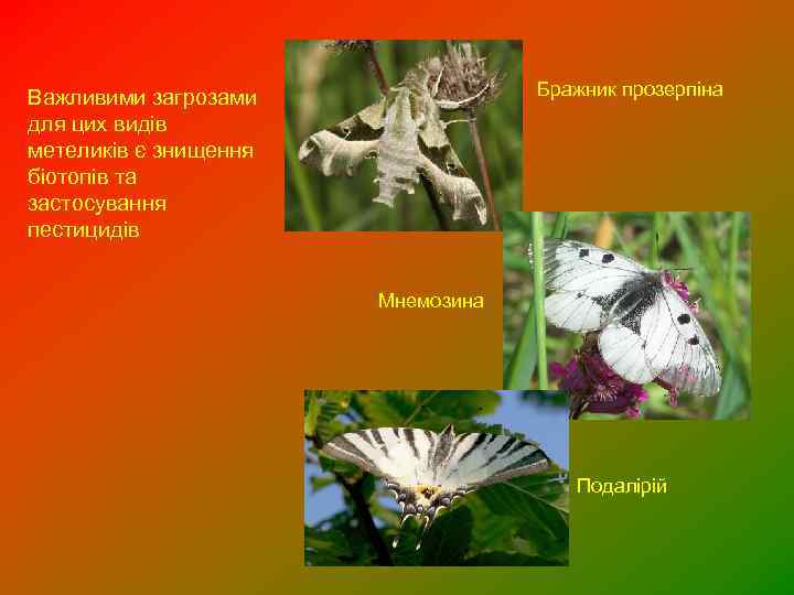 Бражник прозерпіна Важливими загрозами для цих видів метеликів є знищення біотопів та застосування пестицидів