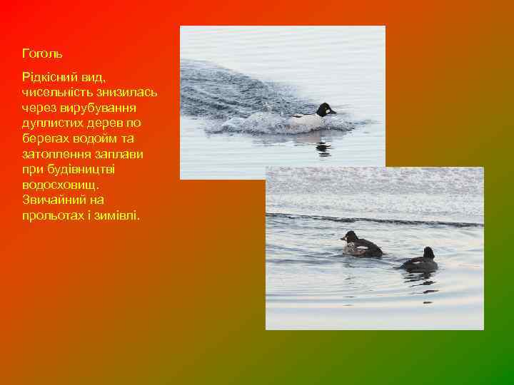 Гоголь Рідкісний вид, чисельність знизилась через вирубування дуплистих дерев по берегах водойм та затоплення