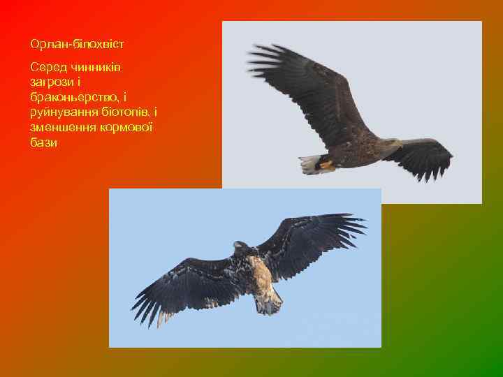 Орлан-білохвіст Серед чинників загрози і браконьерство, і руйнування біотопів, і зменшення кормової бази 