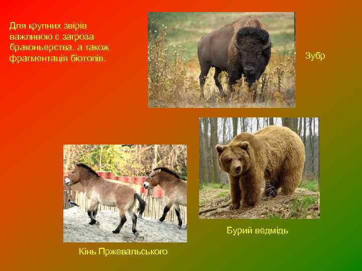 Для крупних звірів важливою є загроза браконьерства, а також фрагментація біотопів. Зубр Бурий ведмідь