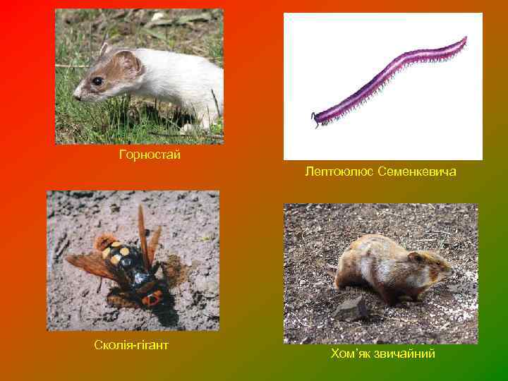 Горностай Лептоюлюс Семенкевича Сколія-гігант Хом’як звичайний 