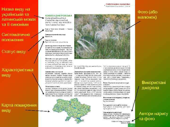 Назва виду на українській та латинській мовах та її синоніми Фото (або малюнок) Систематичне