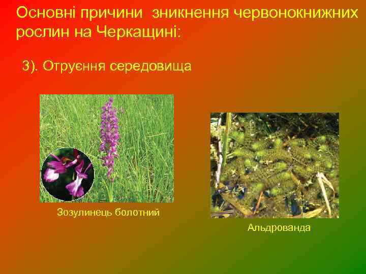 Основні причини зникнення червонокнижних рослин на Черкащині: 3). Отруєння середовища Зозулинець болотний Альдрованда 