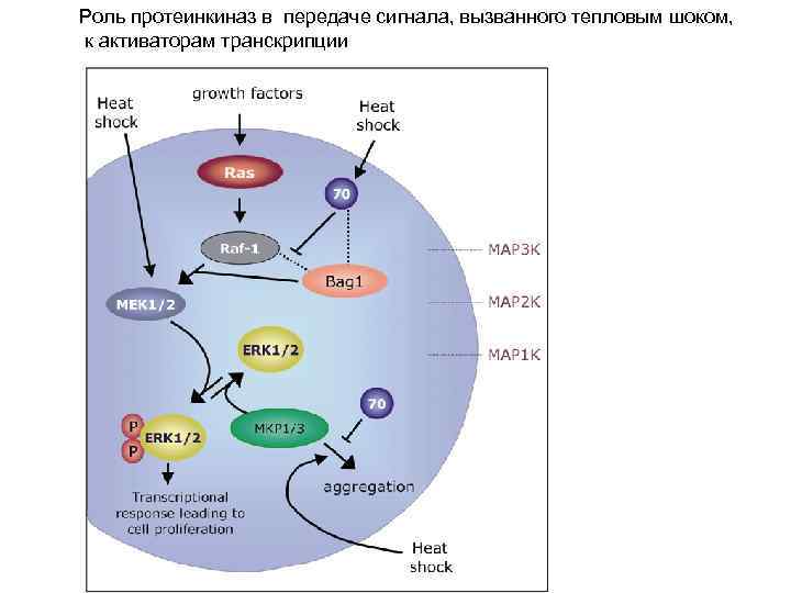 Роль протеинкиназ в передаче сигнала, вызванного тепловым шоком, к активаторам транскрипции 
