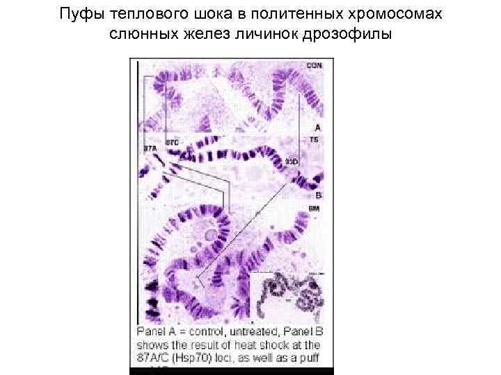 Пуфы теплового шока в политенных хромосомах слюнных желез личинок дрозофилы 