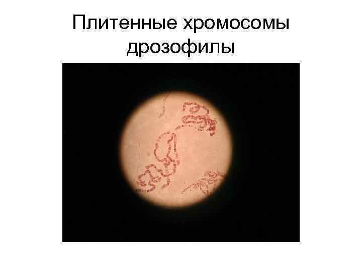 Плитенные хромосомы дрозофилы 