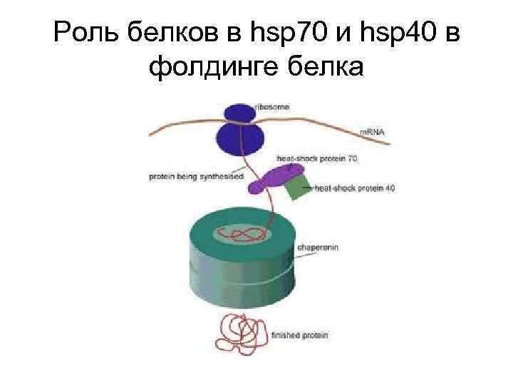 Роль белков в hsp 70 и hsp 40 в фолдинге белка 