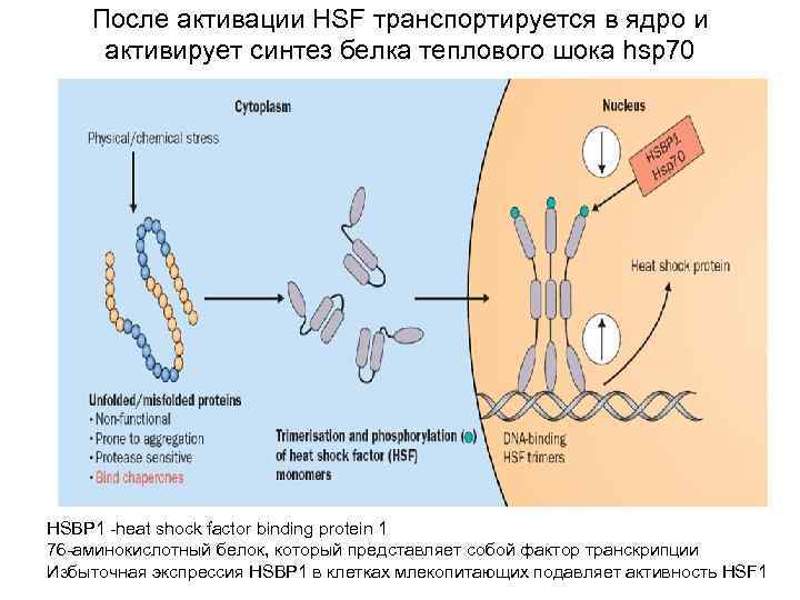 Белки теплового шока хламидий. Hsp70 шапероны. Белки теплового шока hsp90. Белки теплового шока иммунология. Активация белков теплового шока.
