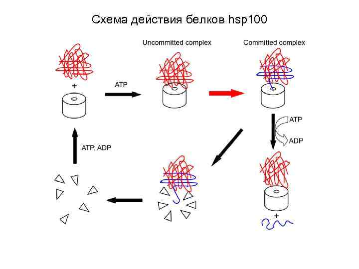 Схема действия белков hsp 100 