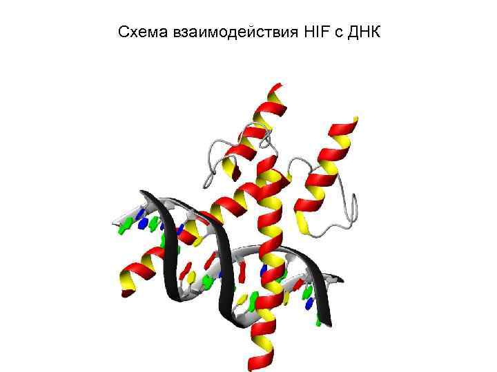 Схема взаимодействия HIF с ДНК 