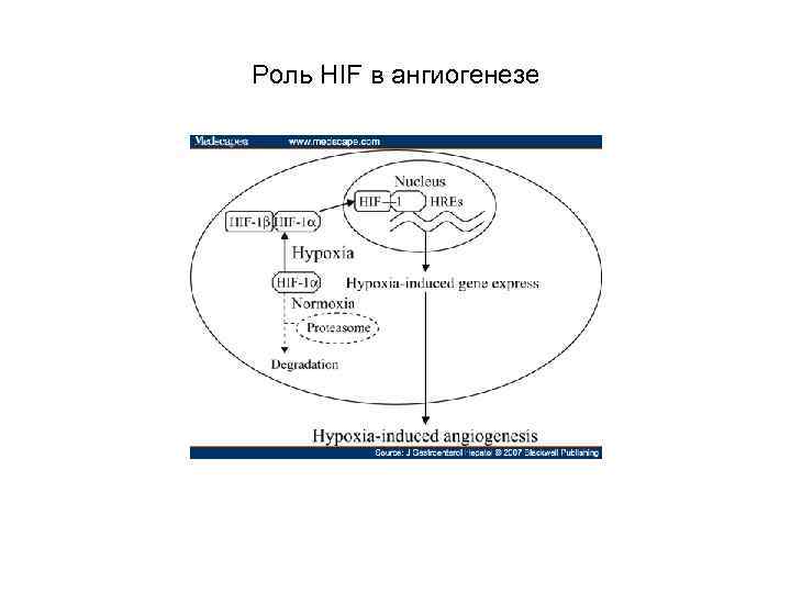 Роль HIF в ангиогенезе 
