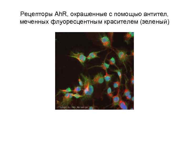 Рецепторы Ah. R, окрашенные с помощью антител, меченных флуоресцентным красителем (зеленый) 