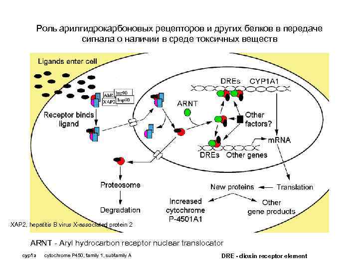 Роль арилгидрокарбоновых рецепторов и других белков в передаче сигнала о наличии в среде токсичных