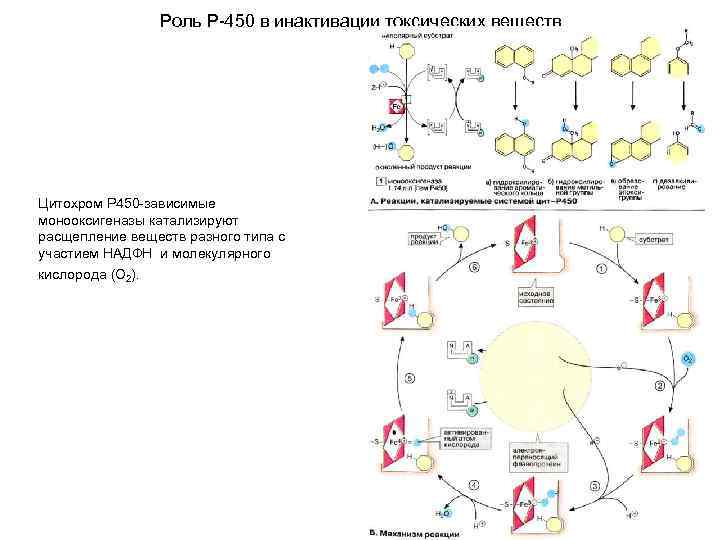 Роль Р-450 в инактивации токсических веществ Цитохром Р 450 -зависимые монооксигеназы катализируют расщепление веществ