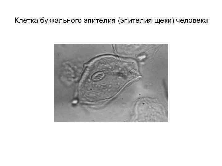 Клетка буккального эпителия (эпителия щеки) человека 