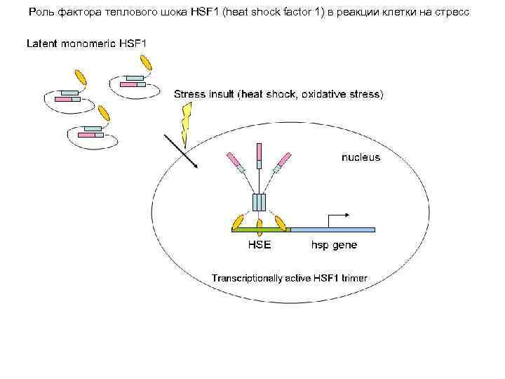 Роль фактора теплового шока HSF 1 (heat shock factor 1) в реакции клетки на