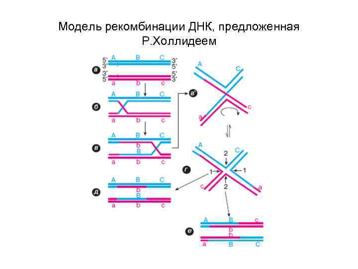 Модель рекомбинации ДНК, предложенная Р. Холлидеем 