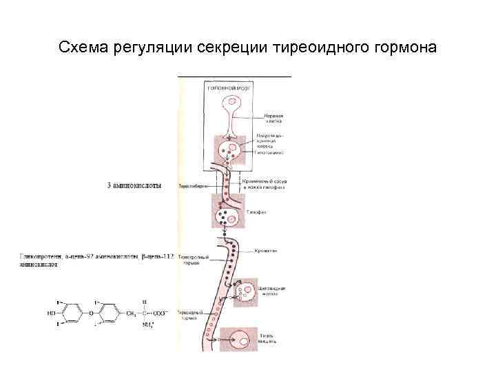 Синтез йодтиронинов схема