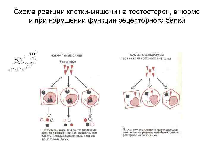 Межклеточная кооперация схема