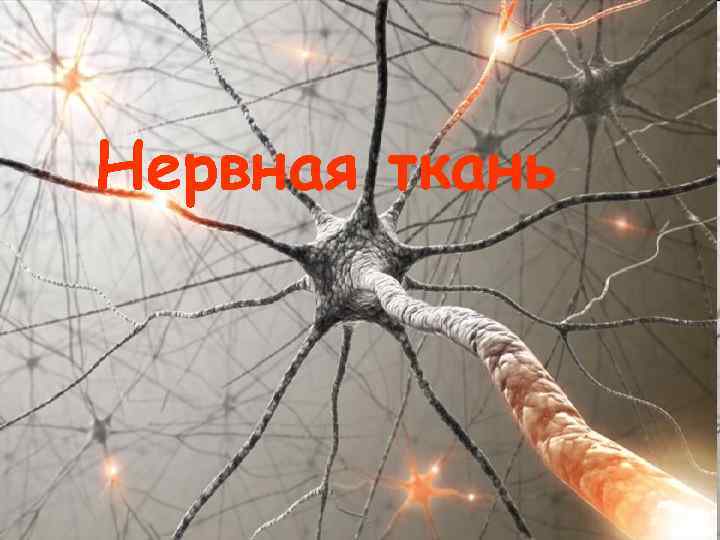 Нервная ткань 