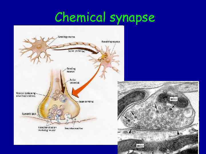 Chemical synapse 