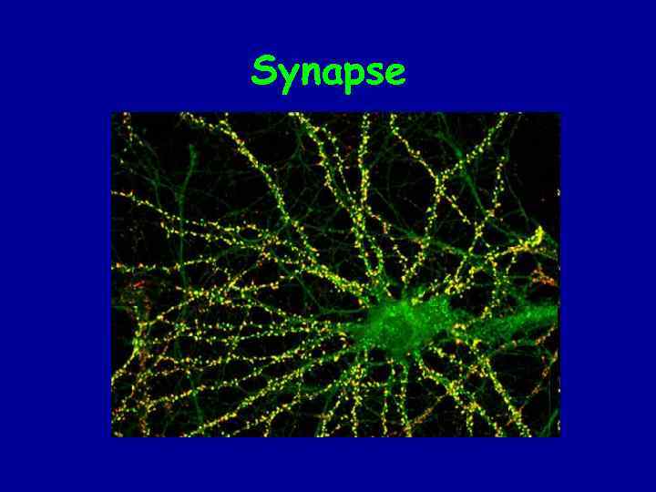 Synapse 