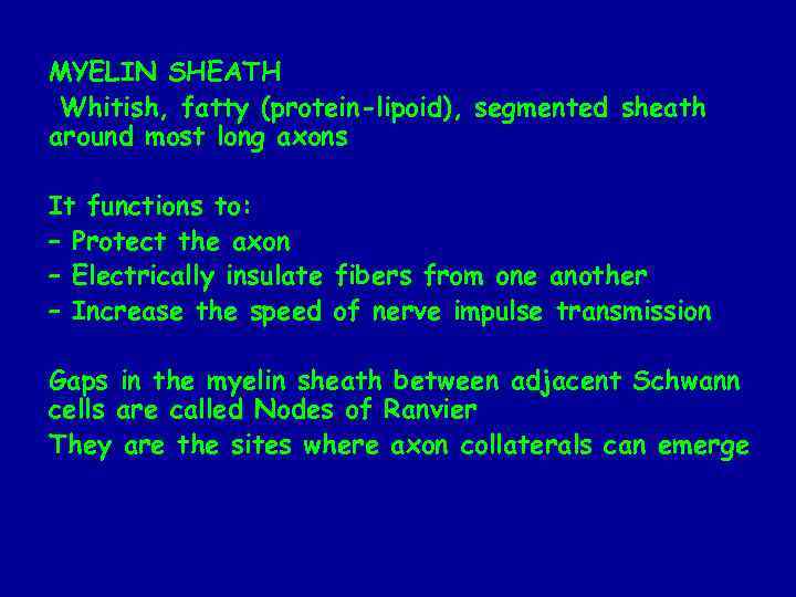 MYELIN SHEATH Whitish, fatty (protein-lipoid), segmented sheath around most long axons It functions to: