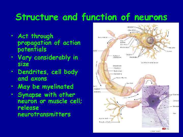 Structure and function of neurons • Act through propagation of action potentials • Vary