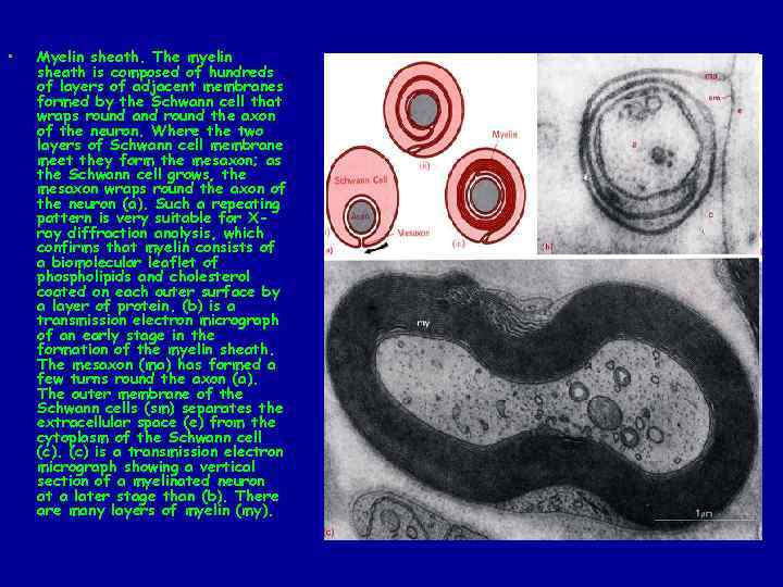  • Myelin sheath. The myelin sheath is composed of hundreds of layers of