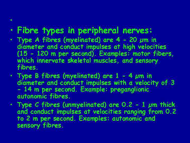  • • Fibre types in peripheral nerves: • Type A fibres (myelinated) are