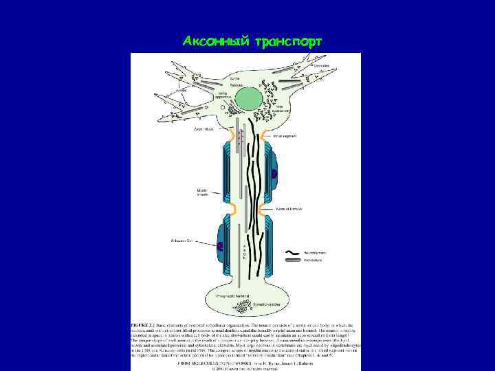 Аксонный транспорт 