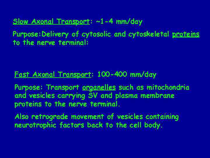 Slow Axonal Transport: ~1 -4 mm/day Purpose: Delivery of cytosolic and cytoskeletal proteins to