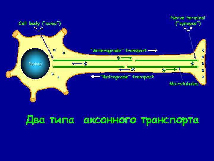 Nerve terminal (“synapse”) Cell body (“soma”) “-” “+” “Anterograde” transport Nucleus * * *
