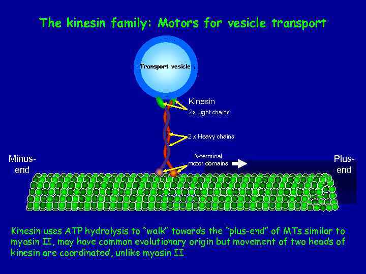 The kinesin family: Motors for vesicle transport Transport vesicle Kinesin 2 x Light chains