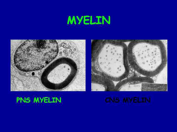 MYELIN PNS MYELIN CNS MYELIN 
